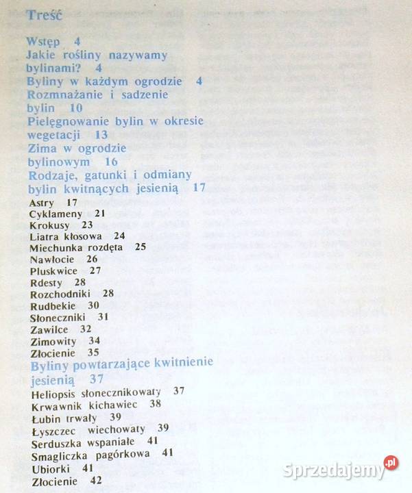 Byliny kwitnące jesienią Złocienie Astry A Chełm