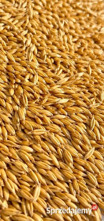 Owies POKER czyszczony