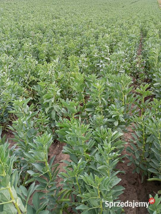 Bób Bizon Błogocice