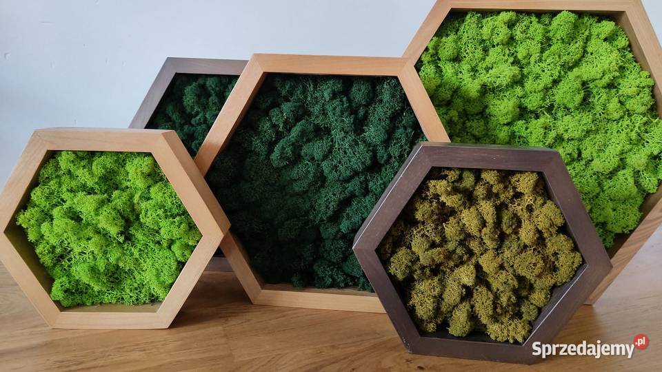 Ramka z drewna jesionowa HEXAGON mech chrobotek Wrocław
