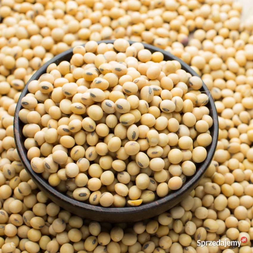 Hurtowa sprzedaż soi ekologicznej Walaszczyki