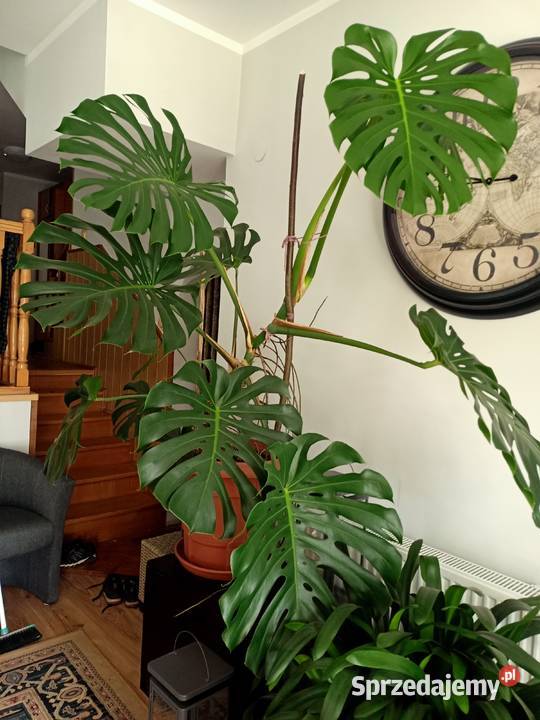 Monstera duża z donicą Liściaste Wola Zarczycka sprzedam