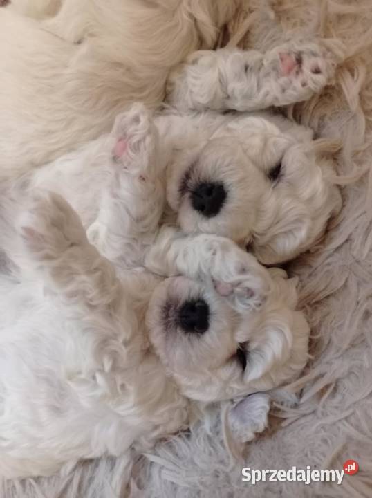 Szczenię Bichon Frise Pozostałe Bielkówko