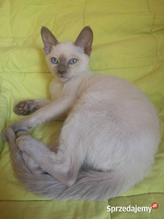 koty kotki kocięta kociaki tonkijski syjamskie Lidzbark-Nadleśnictwo