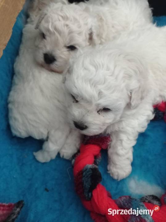 Szczenię Bichon Frise Pozostałe Bielkówko