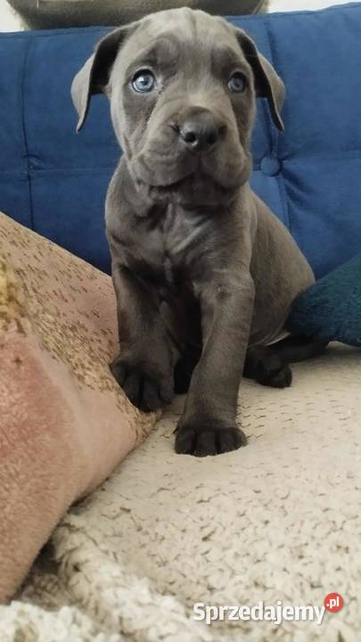 Suczka błękitna Cane Corso z rodowodem Czaniec