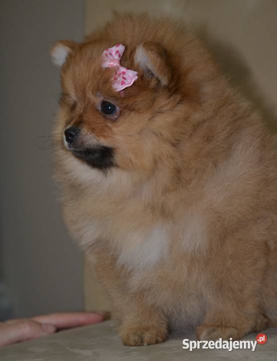 SZPIC MINIATUROWY POMERANIAN SUNIA PIĘKNA sprzedam