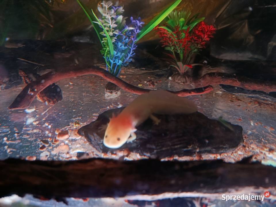 Aulonacararyby rośliny akwariowe Zwierzęta