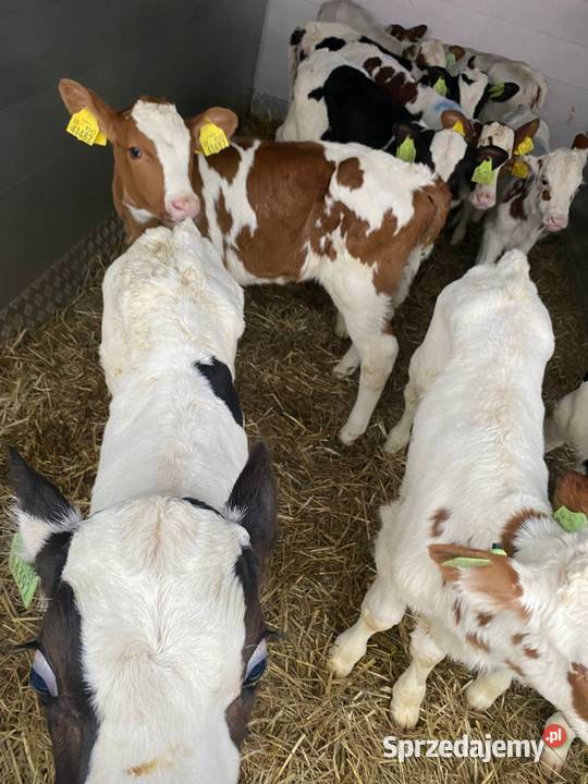 Byczki cielaki jałoszki lubelskie Chełm
