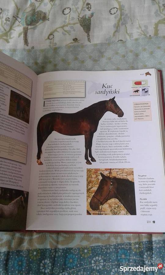 Konie i kuce Kompedium zwierzęta domowe i hodowlane Jastrzębie-Zdrój