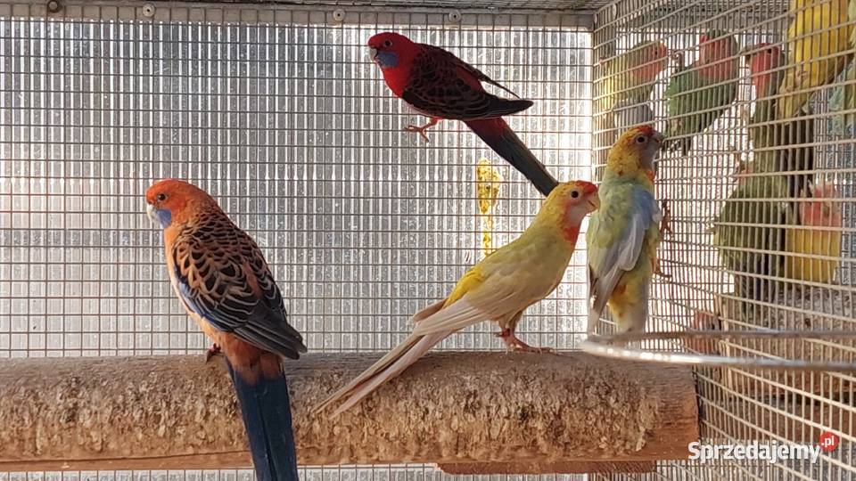 Rozelle królewskie pary lęgowe dorosłe ptaki Ptaki Czarnocin sprzedam