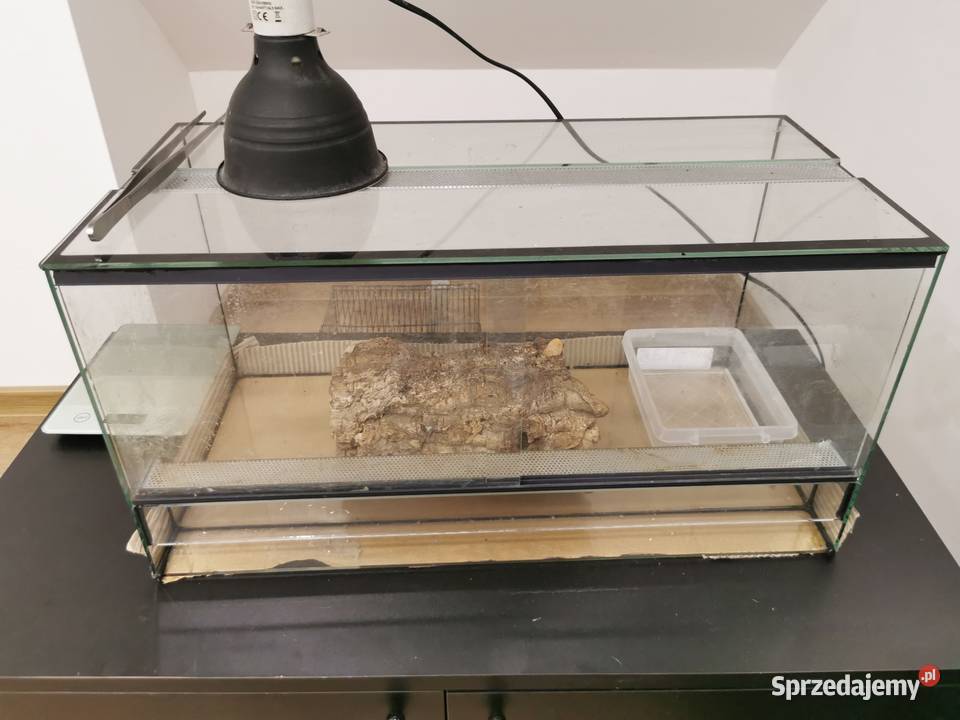 Pyton królewski albino samiczka terrarium Jaworzno
