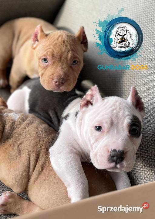 American Bully ABKC Gundabar Dogs suczka Koło