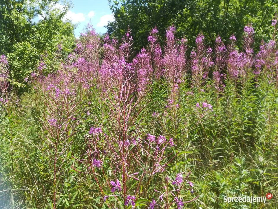 Sprzedam nasiona wierzbówki kipszycy Iwan Czaj Ozierany Małe