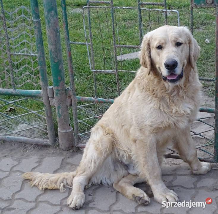 Golden retriever 7 miesięczne Przysucha