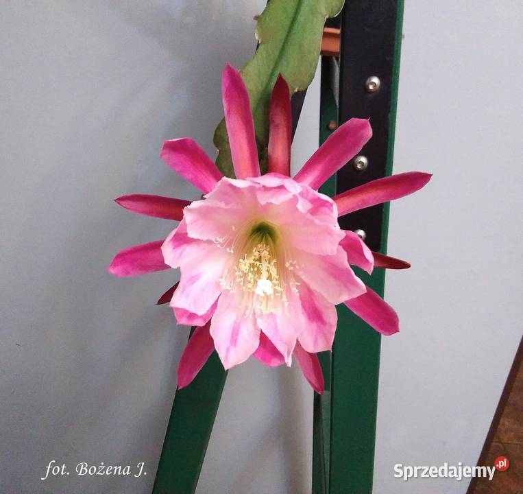 Epiphyllum epifilum ND kaktus NOWOŚĆ Skawina