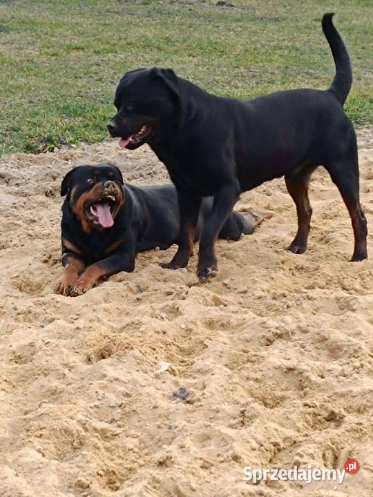 Rottweiler Szczenięta z Rodowodem