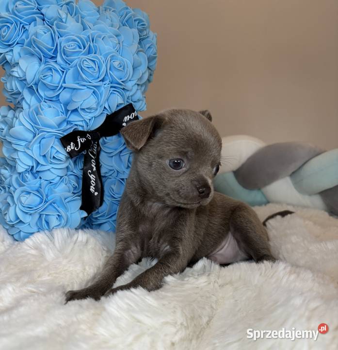 Chihuahua krótkowłosy piesek liliowy badania DNA Bełchatów