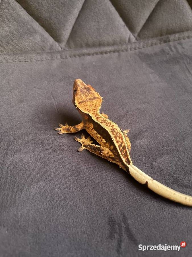 Gekon orzęsiony ciliatus crested gecko samica Wrocław