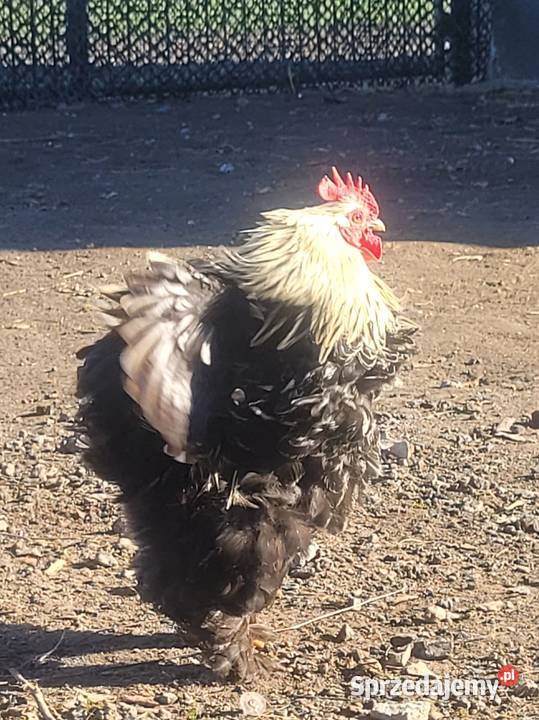 Jaja legowe Karzełek łapćiaty i Kohin Rolnictwo Łosice