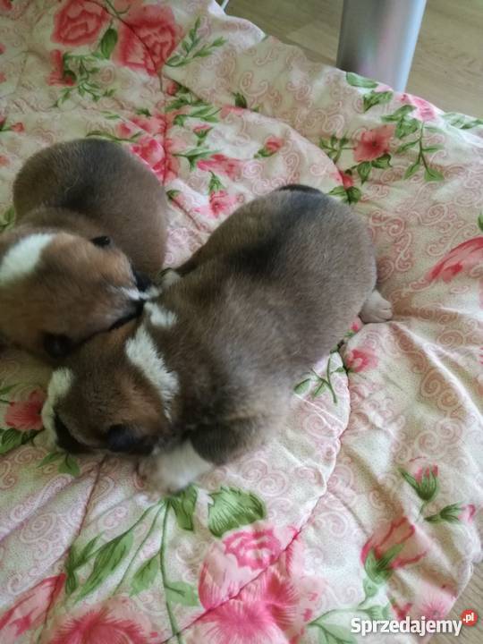 Akita Inu japońska Ząbkowice Śląskie