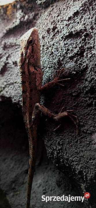 Calotes versicolor Gady i płazy Zwierzęta