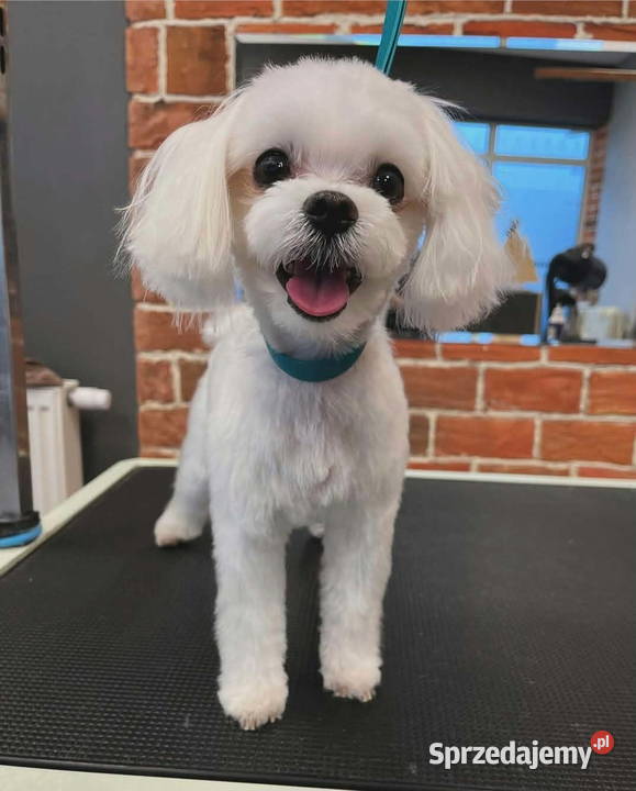 Maltańczyk FCI Rezerwacja