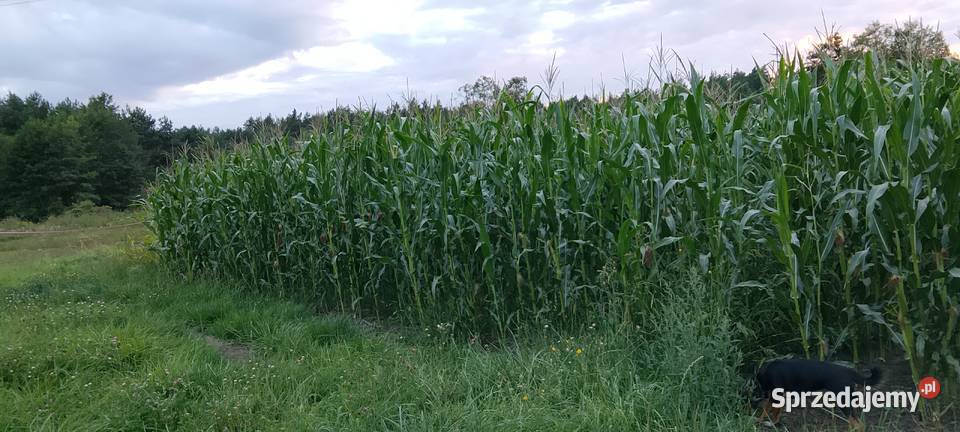 Kukurydza na kiszonkę kwalifikat Bierzewice