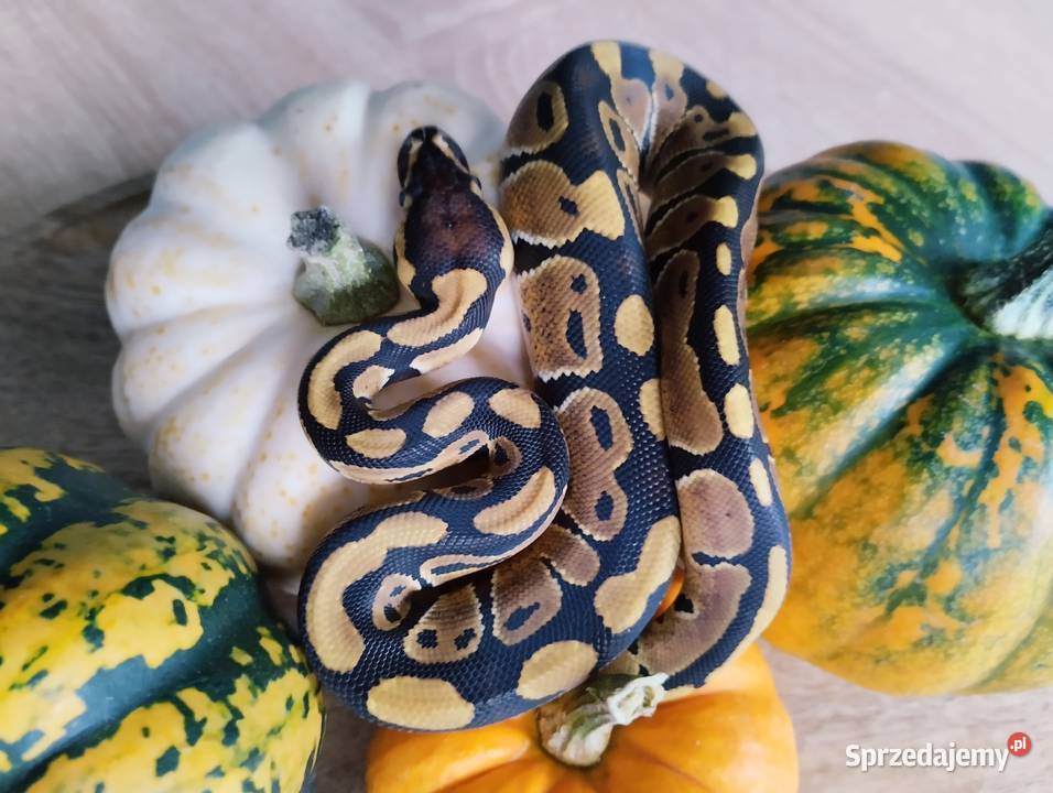 Pyton królewski węże Elbląg