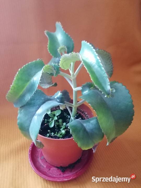 Żyworódka roślina lecznicza wysokość 45Kwiat Łódź