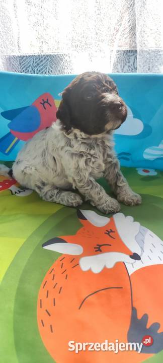 Lagotto Romagnolo Pozostałe Będzin