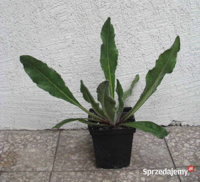 FARBOWNIK LAZUROWY Dropmore sadzonki w kujawsko-pomorskie Ustronie