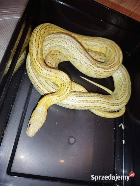 Wąż zbożowy różne odmiany genetyczne Gady i płazy sprzedam