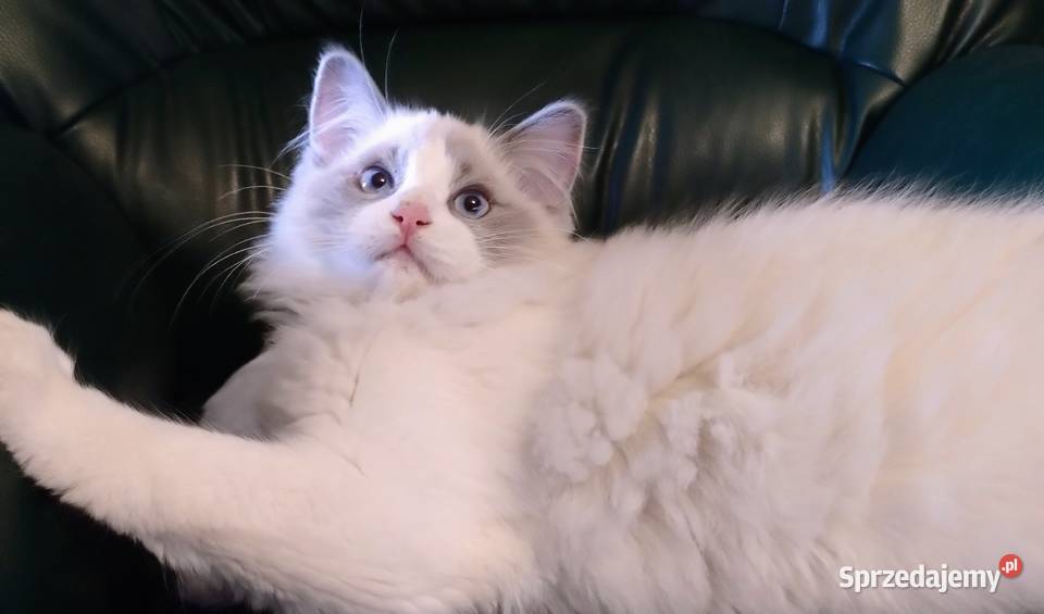 Darwin słodki chłopak ragdoll Dolsk