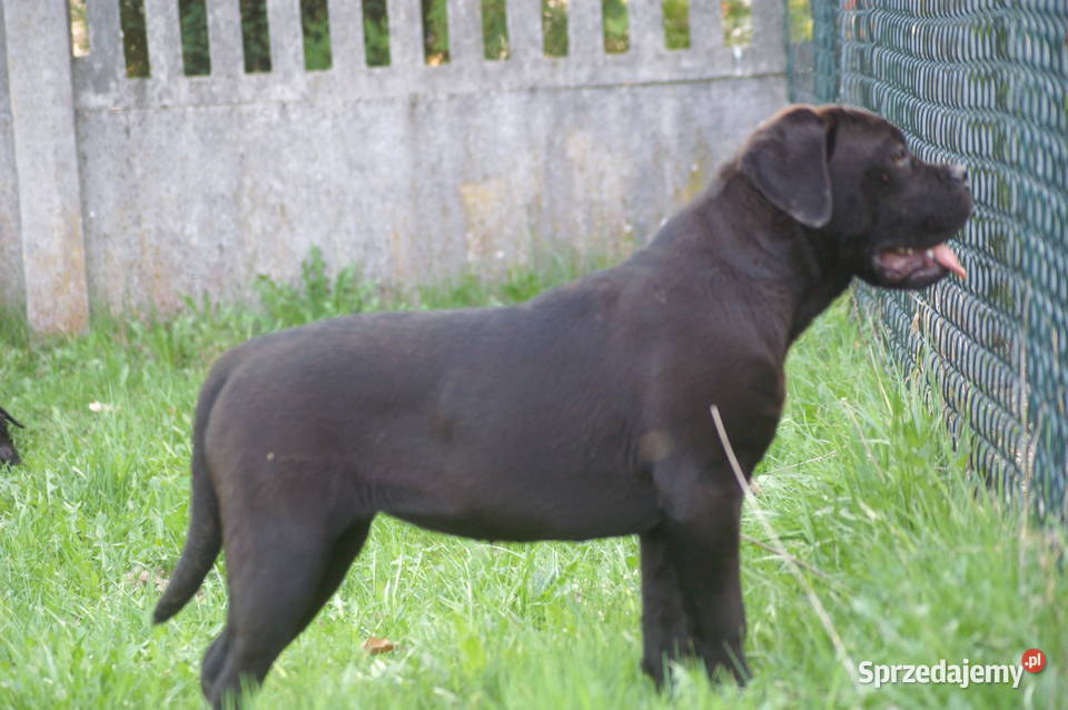 Cane Corso szczeniaki zagraniczne krycie ładna Cane Corso świętokrzyskie Kielce