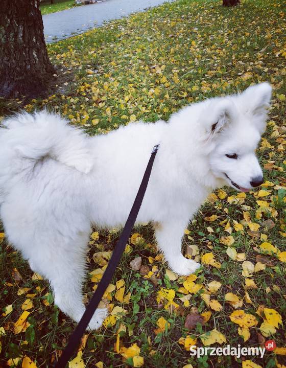 Samojed piesek 5mcy Championie Polski Halinów