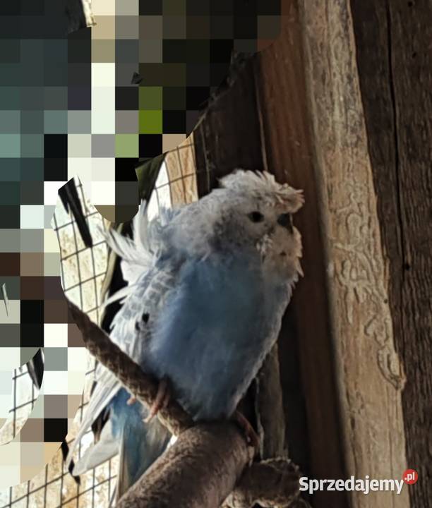 Papugi faliste helikoptery