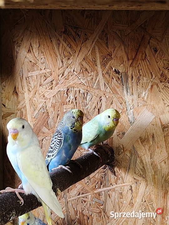 Sprzedam papużki faliste Ptaki Rybnik sprzedam