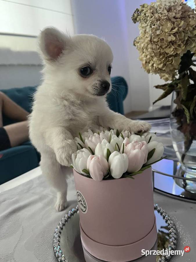 Chihuahua Janowiec Kościelny