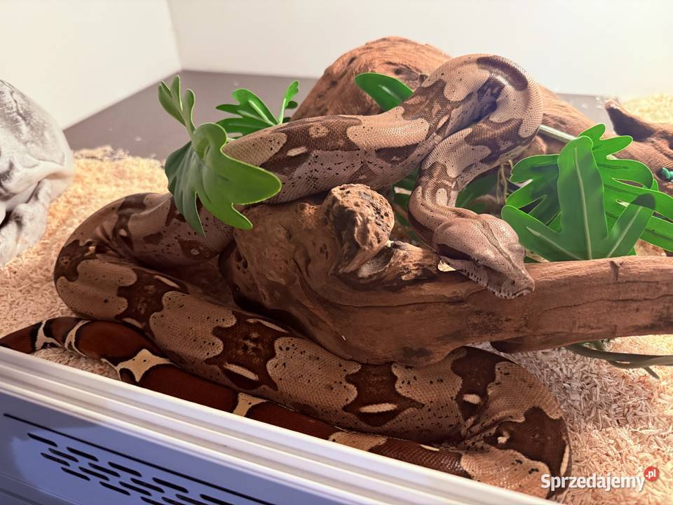 Boa Constrictor Guyana Bydgoszcz sprzedam