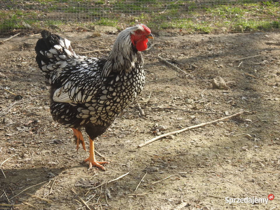 Młode koguty Wyandotte srebrnołuskowana Smarżowa