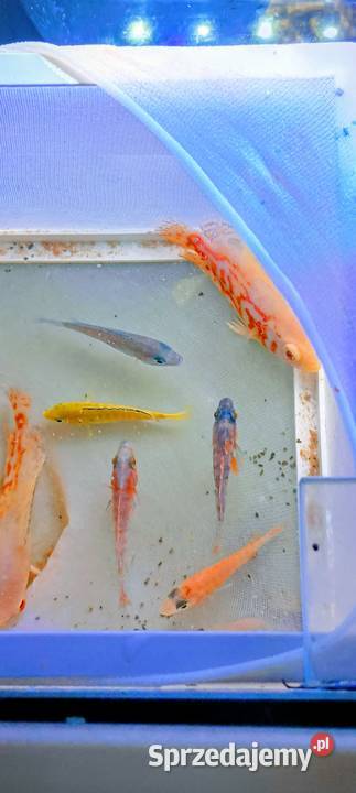 Rybki pyszczaki pielęgnice tanio sprzedam Chełmża