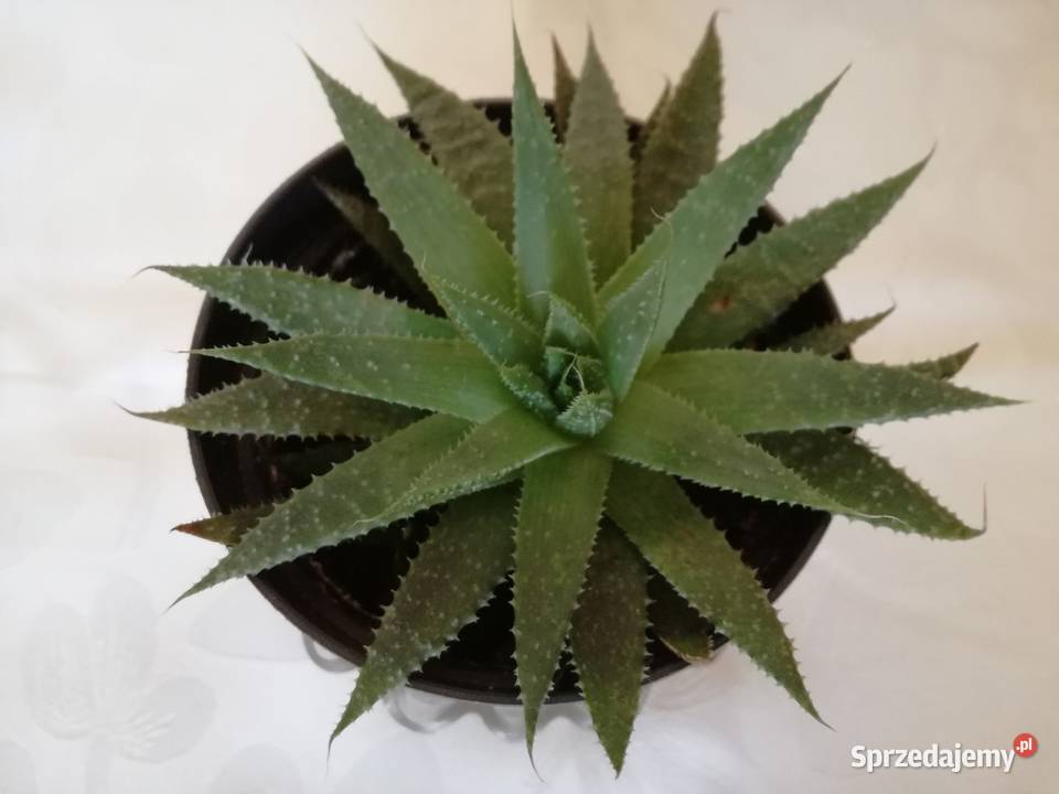Aloes ościsty roślina doniczkowa śr14Kwiaty Łódź