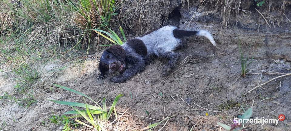 Płochacz niemiecki Wachtelhund Szczeniak Ligota Tułowicka