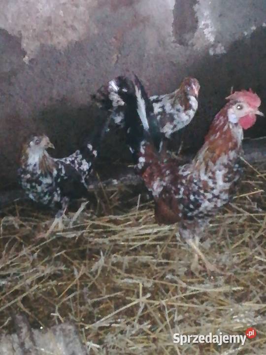 sprzedam liliputki 55 Pińczów