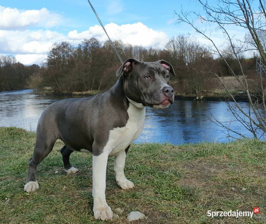 Americam Staffordshire Terrier Amstaff Blue ZKWP Psy Bydgoszcz