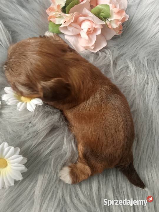 Piękna suczka rasy ShihTzu czekoladowa Shih Tzu Namysłów sprzedam