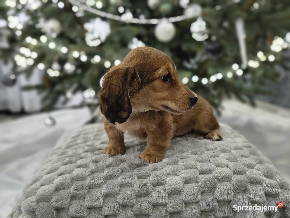 Jamnik długowłosy miniaturowy rudy gen kremowy Jamnik