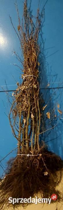 Grab pospolity Gotowe Rozkrzewione Sadzonki
