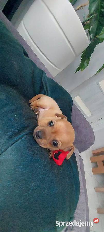 Pinczer Miniaturowy Radom